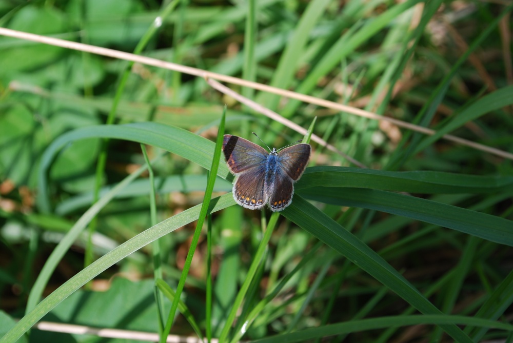 Photograph of Common Blue butterfly female