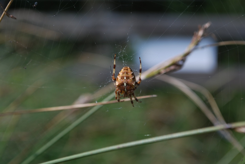 Photograph of Garden spider