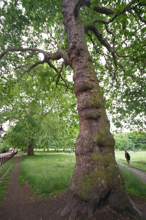 Green Park tree