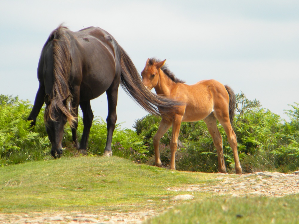 Dartmoor ponies on Quantock Hill