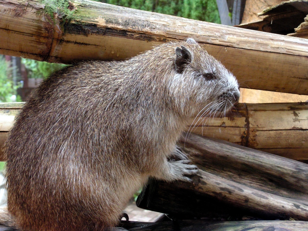 Hmmm. Now that I have the wood, what do I do with it?