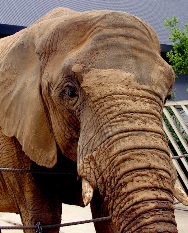 Hey! Watch where you put that trunk.