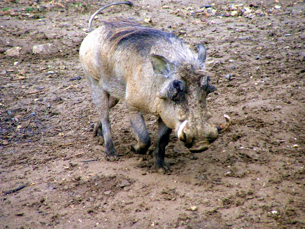 Oh Grandma, what big teeth you have.