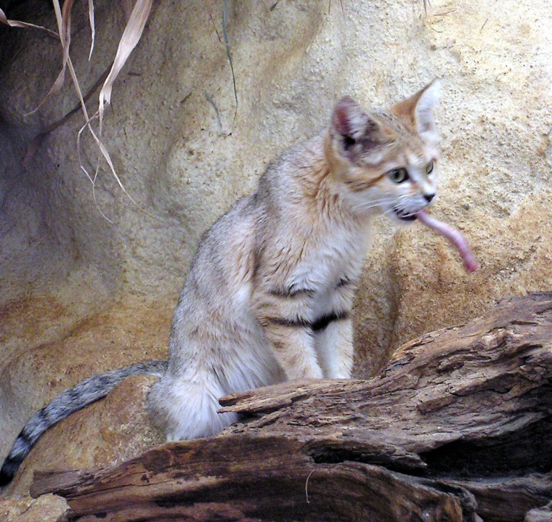 That bit of meat is almost as big as he is.