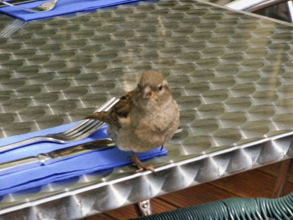 Still waiting for my visitors who are dining with me.