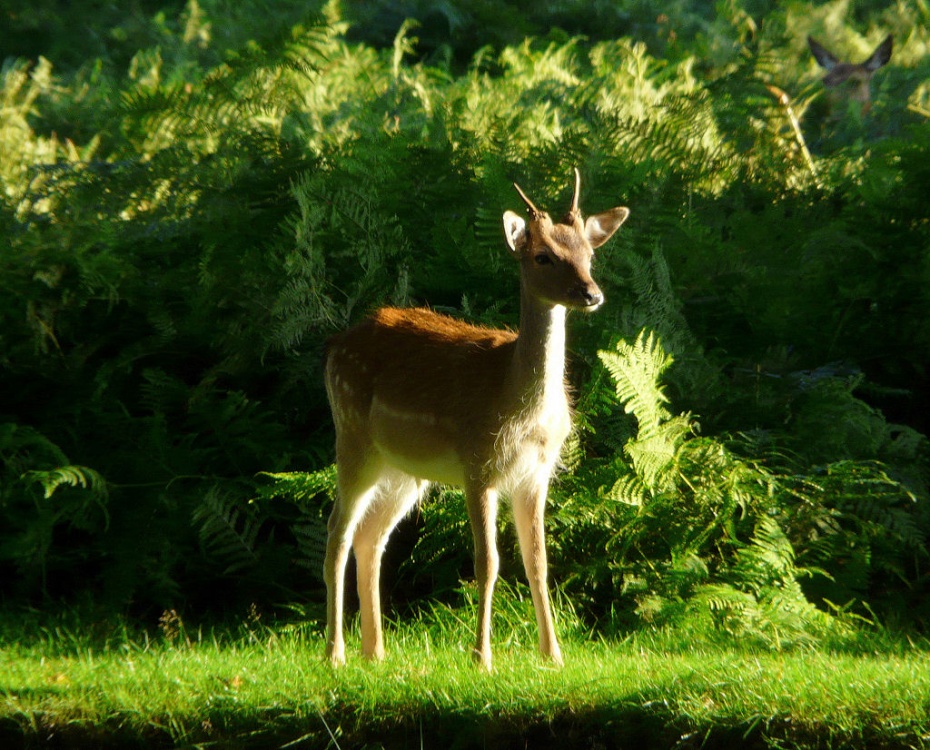 Photograph of Fallow Deer, Bradgate Park