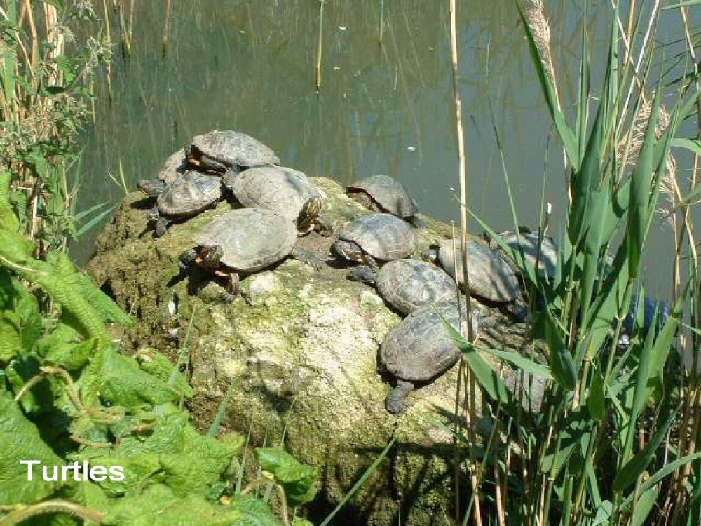 Turtles at Thrigby Wildlife Park photo by Peggy Cannell