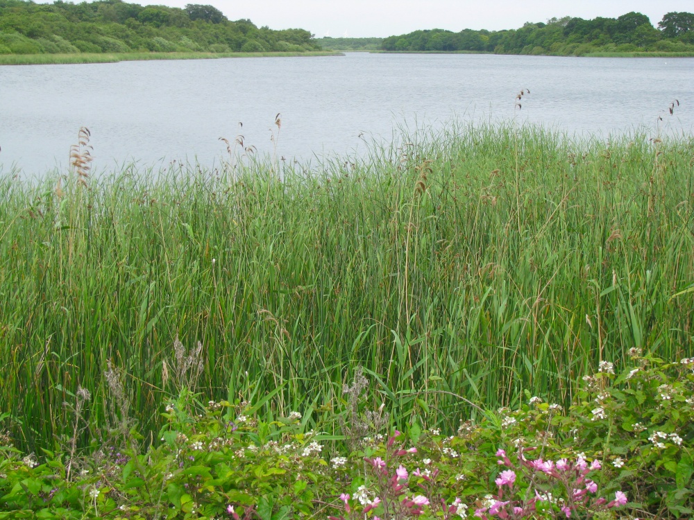 Rollesby Broad
