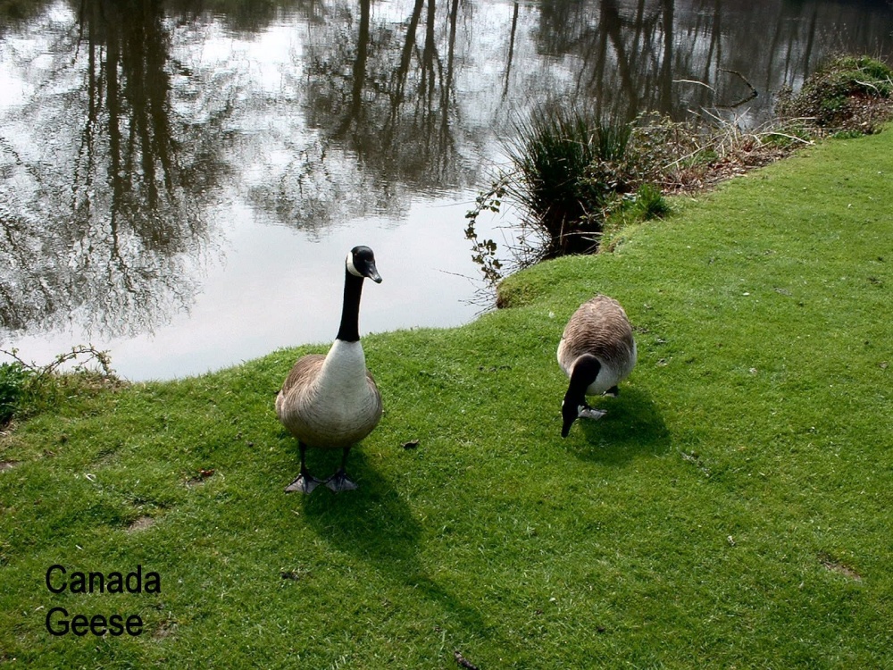 Canada Geese by Gunton Hall