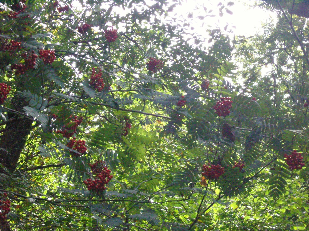 Rowan Berries in sunlight