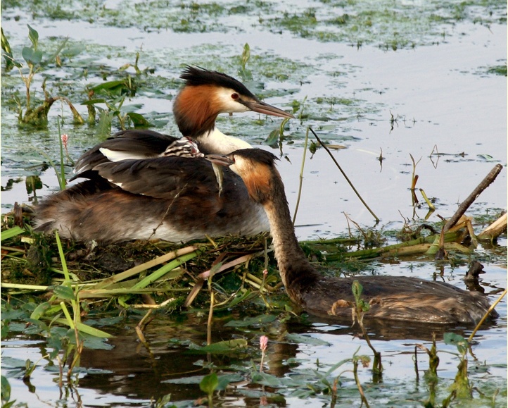 Feeding the hatchlings photo by John Tompkins
