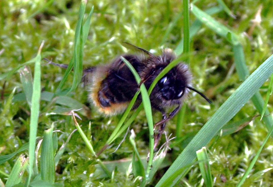 Photograph of White eyed bee