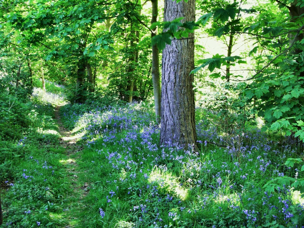 Photograph of A walk in the Woods.