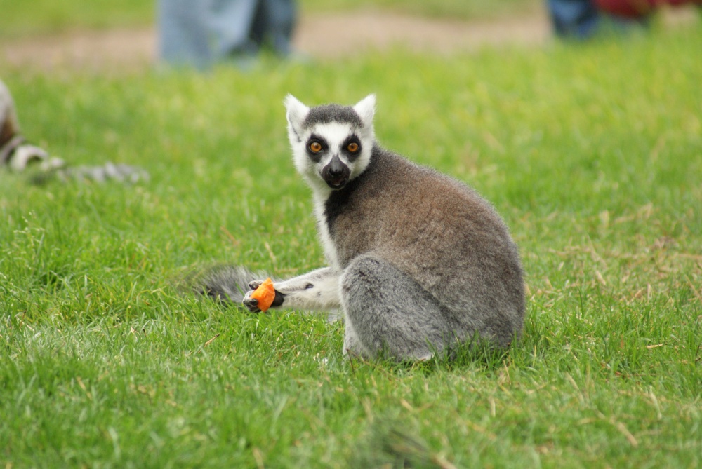 A picture of the Yorkshire Wildlife Park, Doncaster
