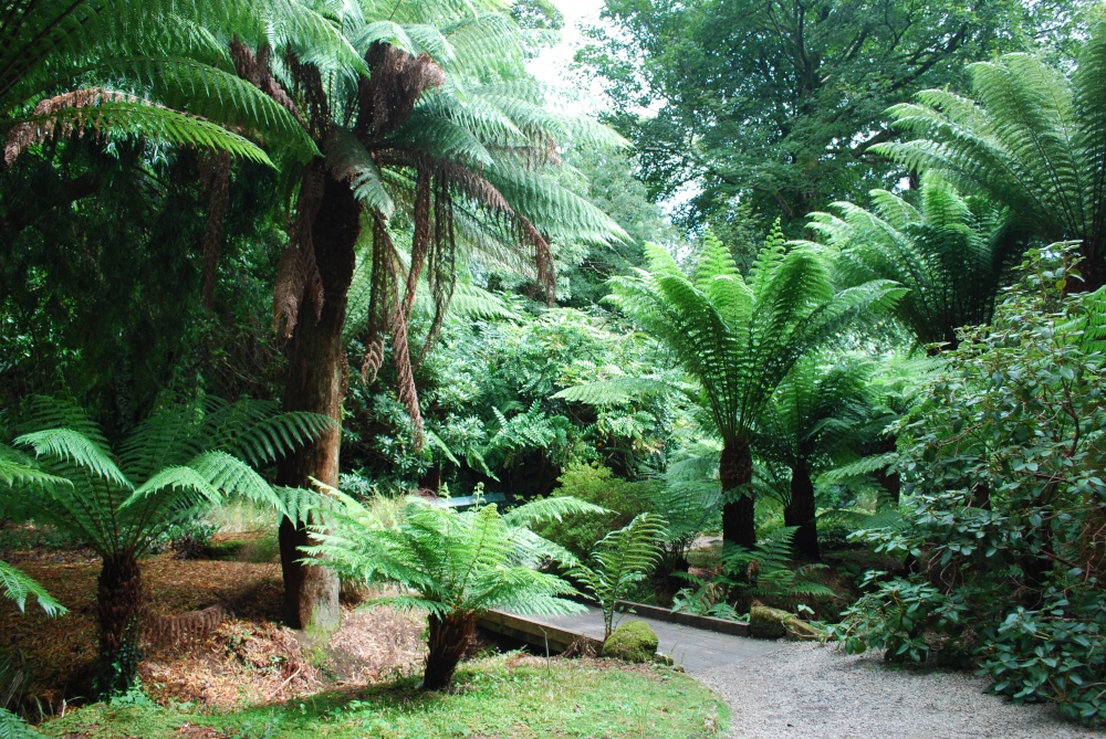 Cornish Palms and Ferns