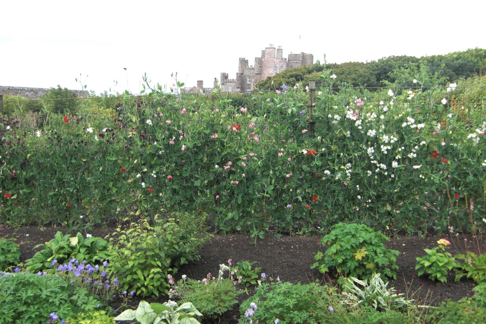 Castle Mey Gardens