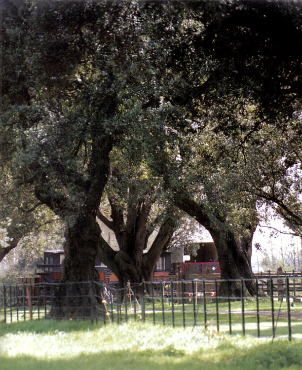 Taken in the grounds of Osborne House.