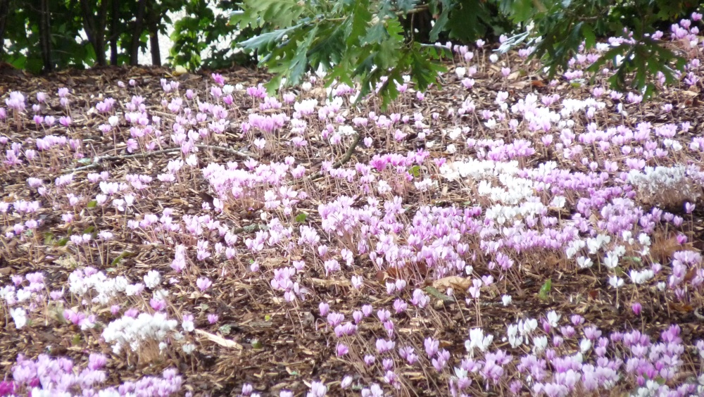 Unkown flowers from central europe.