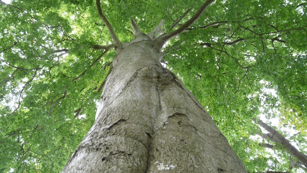 Gazing up at a huge tree of unkown origin