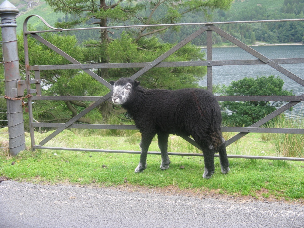 Local Sheep