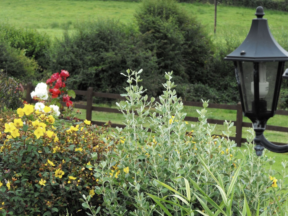 In the garden of our B&B