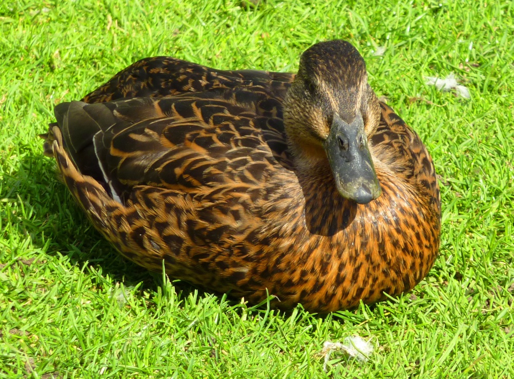 Duck