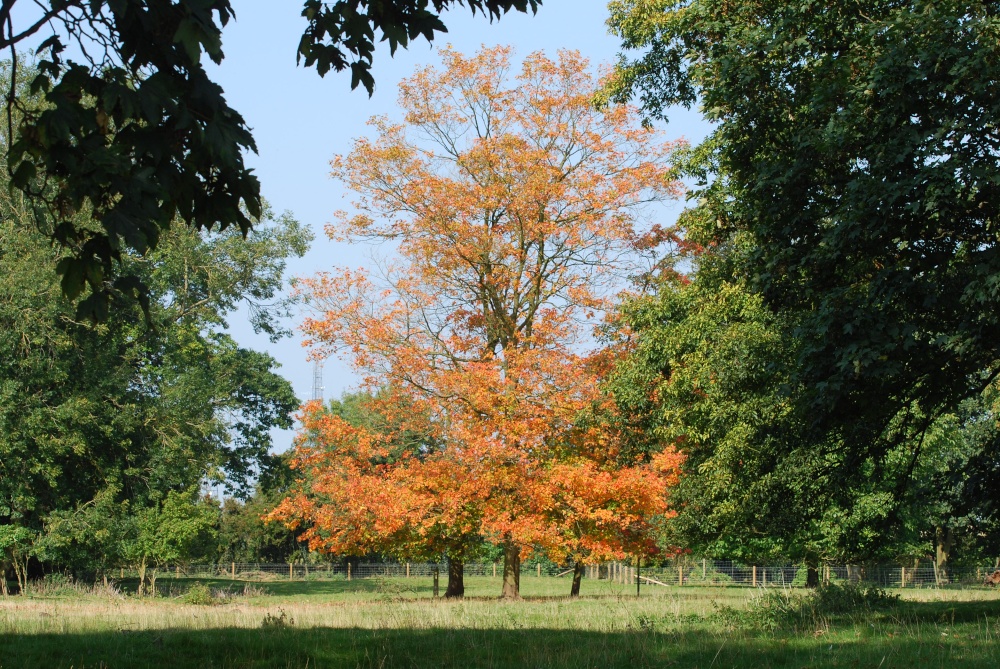 Photograph of Colourful tree