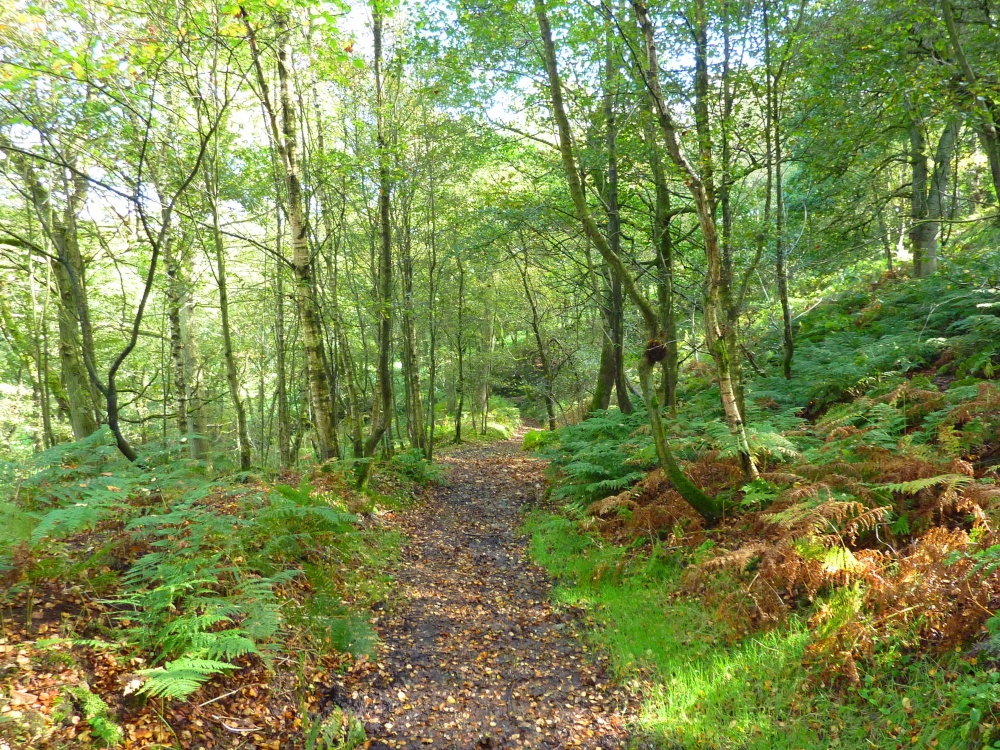 Boggy Wood, Claughton
