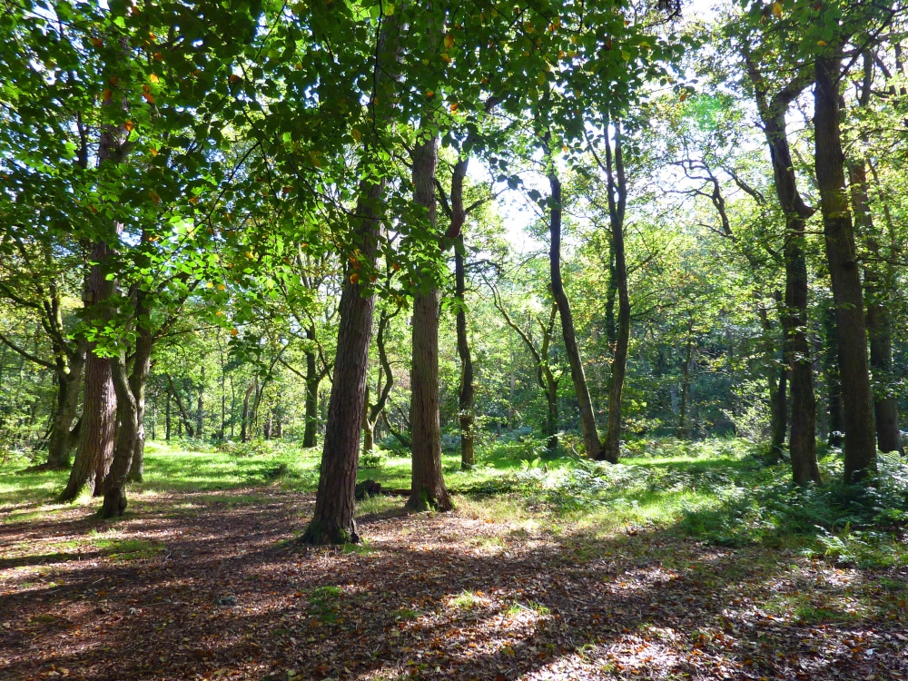 Boggy Wood, Claughton