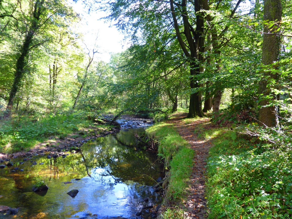 Boggy Wood, Claughton