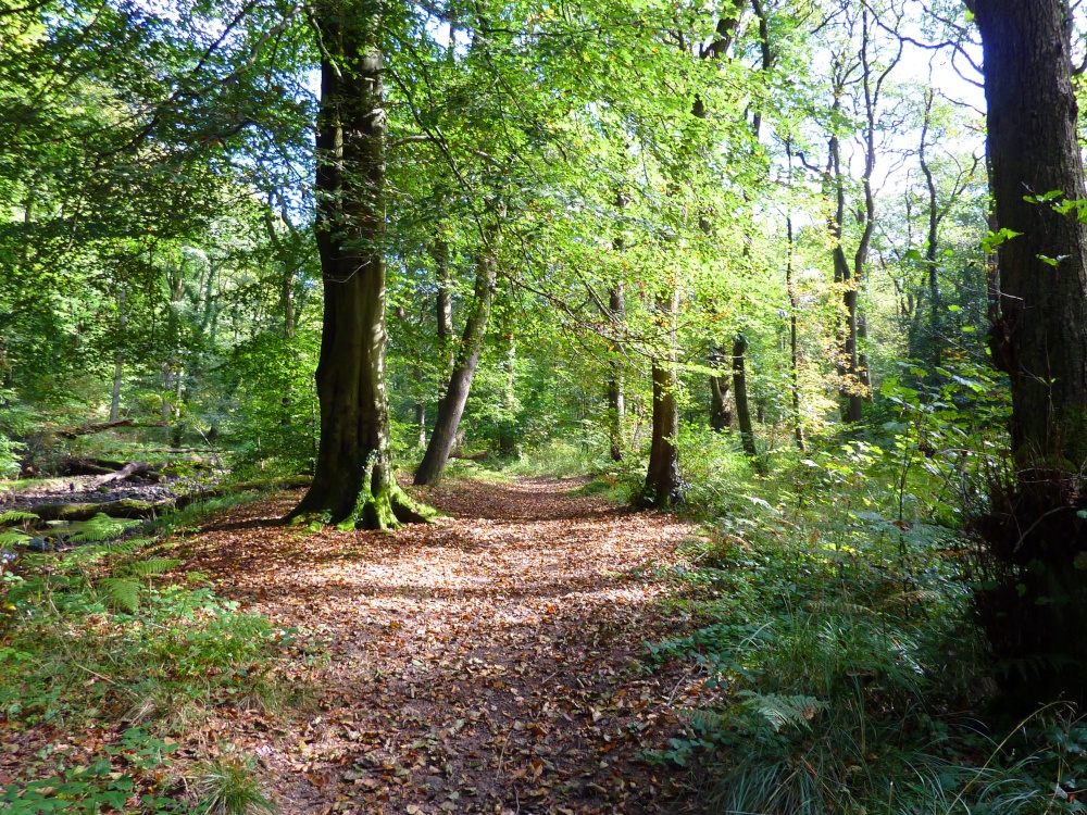 Boggy Wood, Claughton