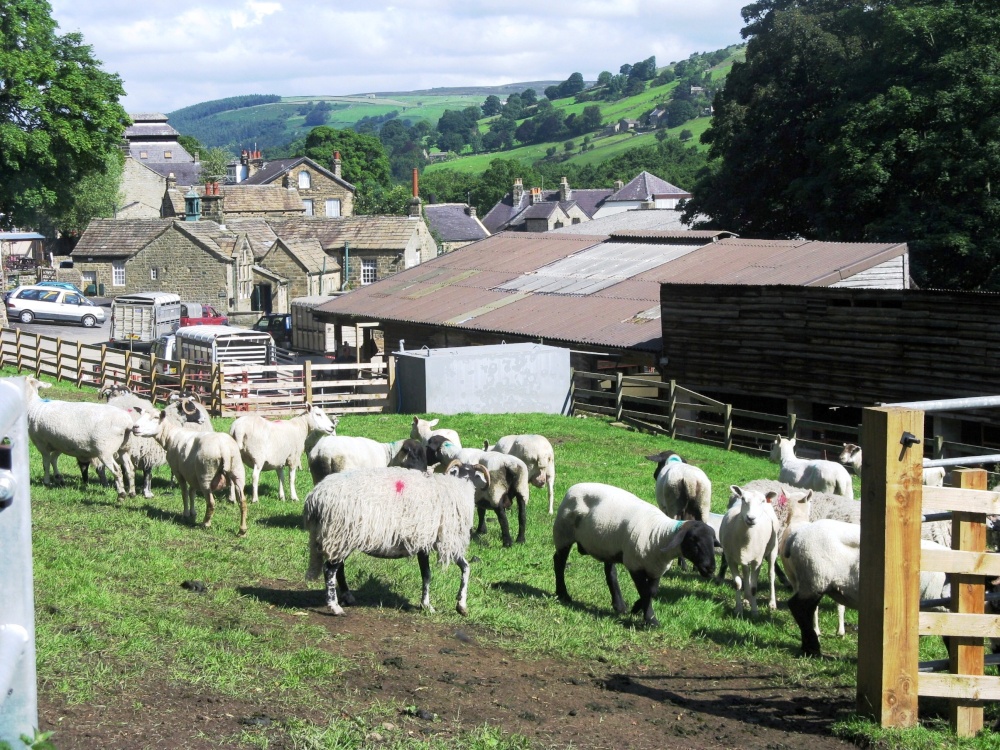 A farm on the outskirts of Pateley Bridge
