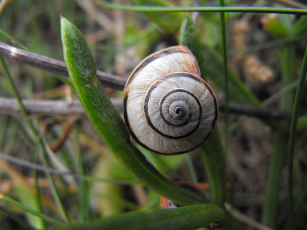 Photograph of Snail