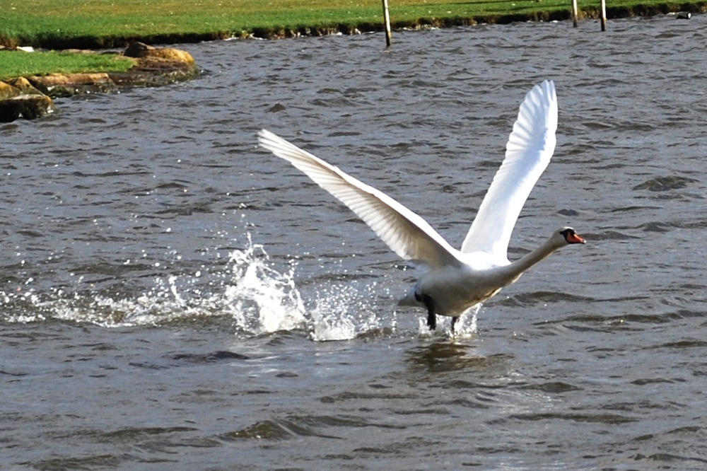 'Take off' on the boating lake