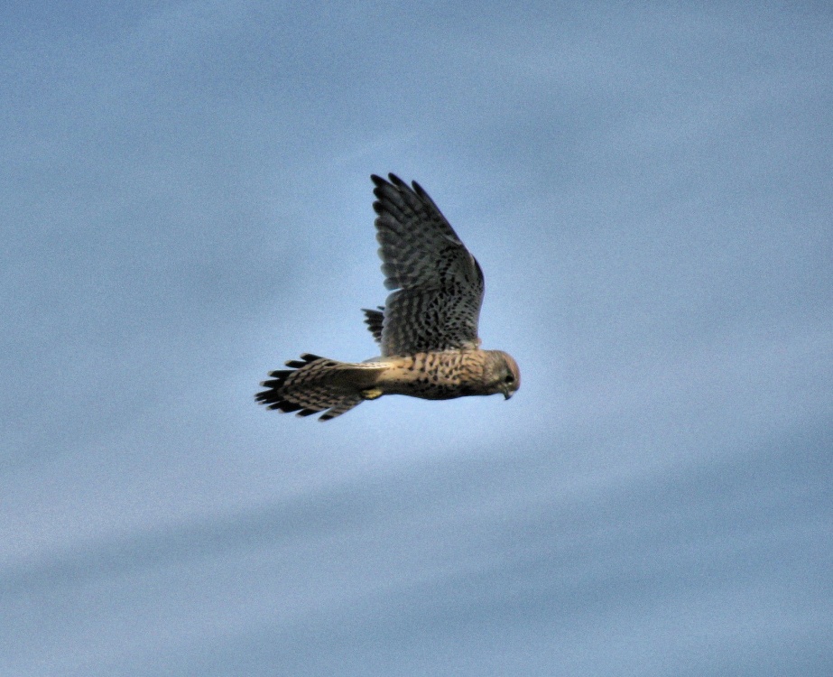 Hovering over the beach at Corton