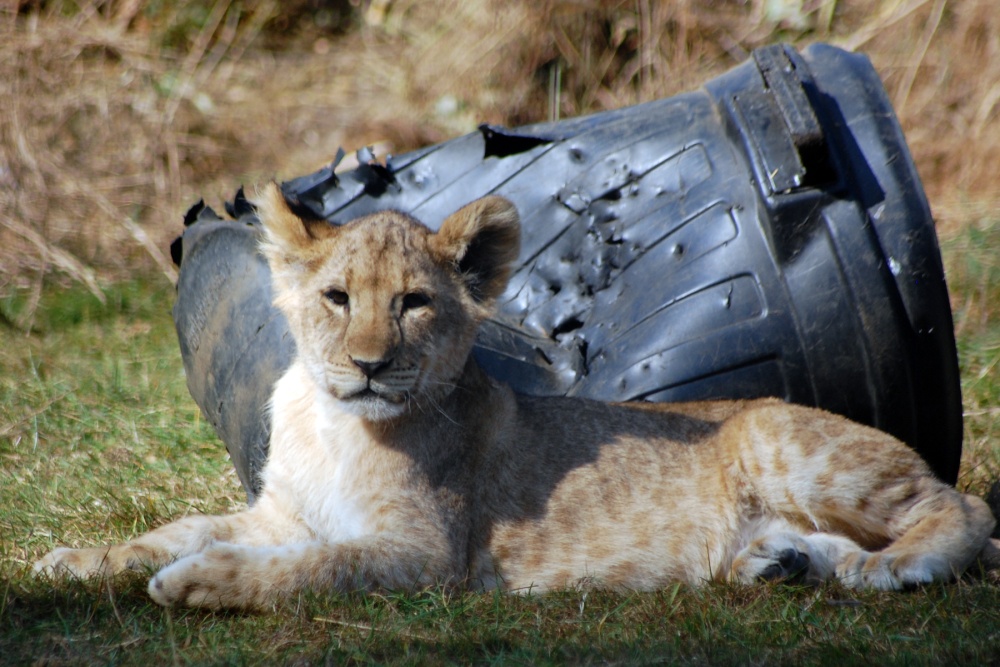 Lion Cub
