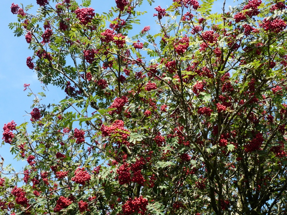 Rowan Berries