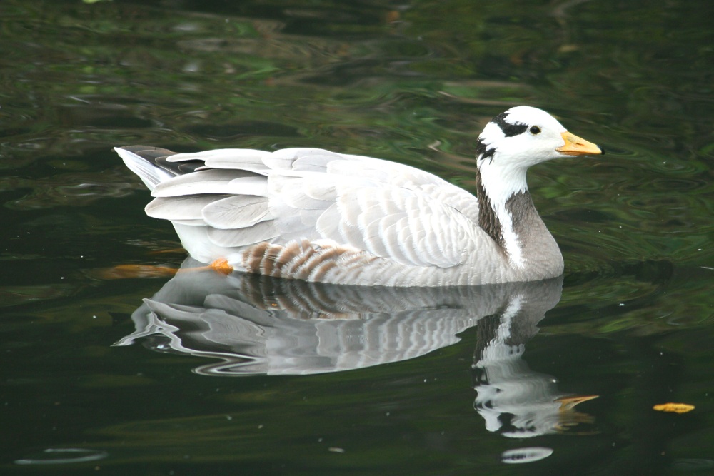 Bar-Headed Goose.