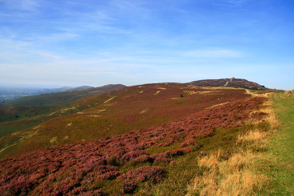 Heather on the slopes of Moel Famau