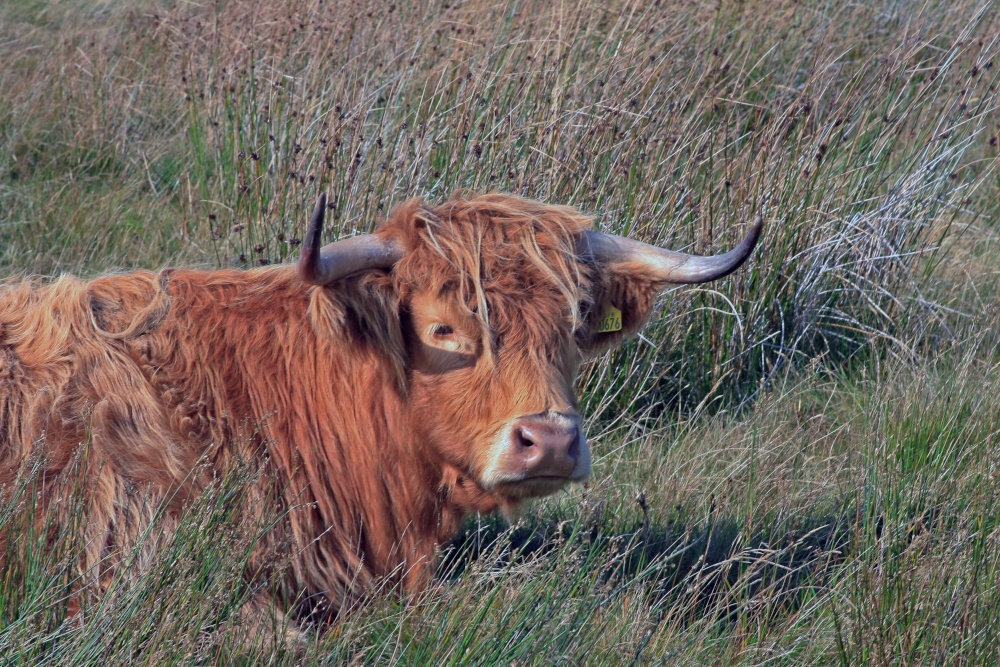 Longhorn on Yorkshire Dales.