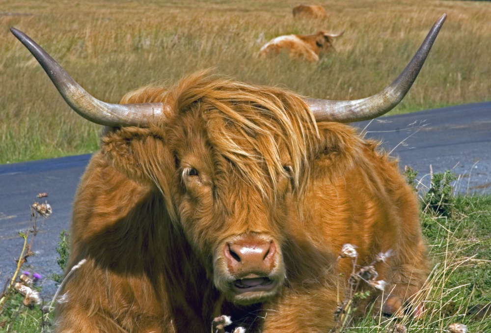 Longhorn Cattle 2