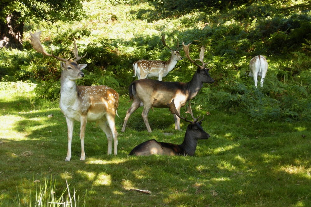 Bradgate Deer.