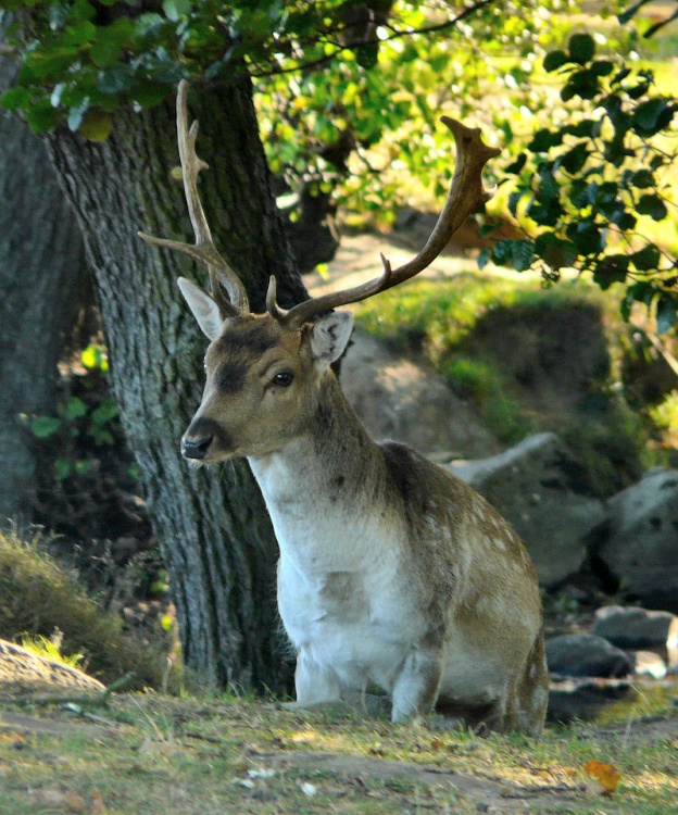 Fallow Deer Stag, Bradgate Park, Leicestershire