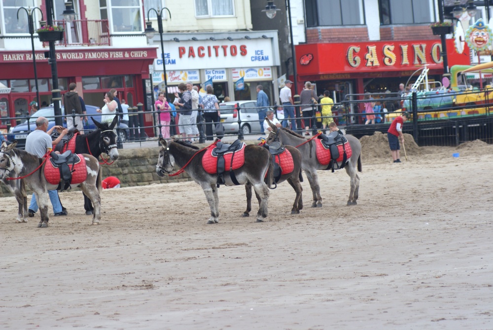 Donkeys on the beach
