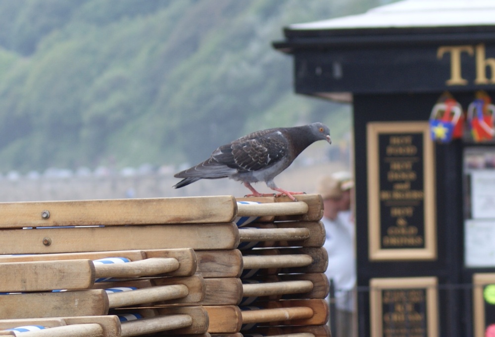 Pigeon on folded deckchairs