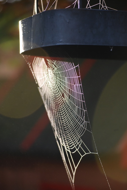 Spider's web