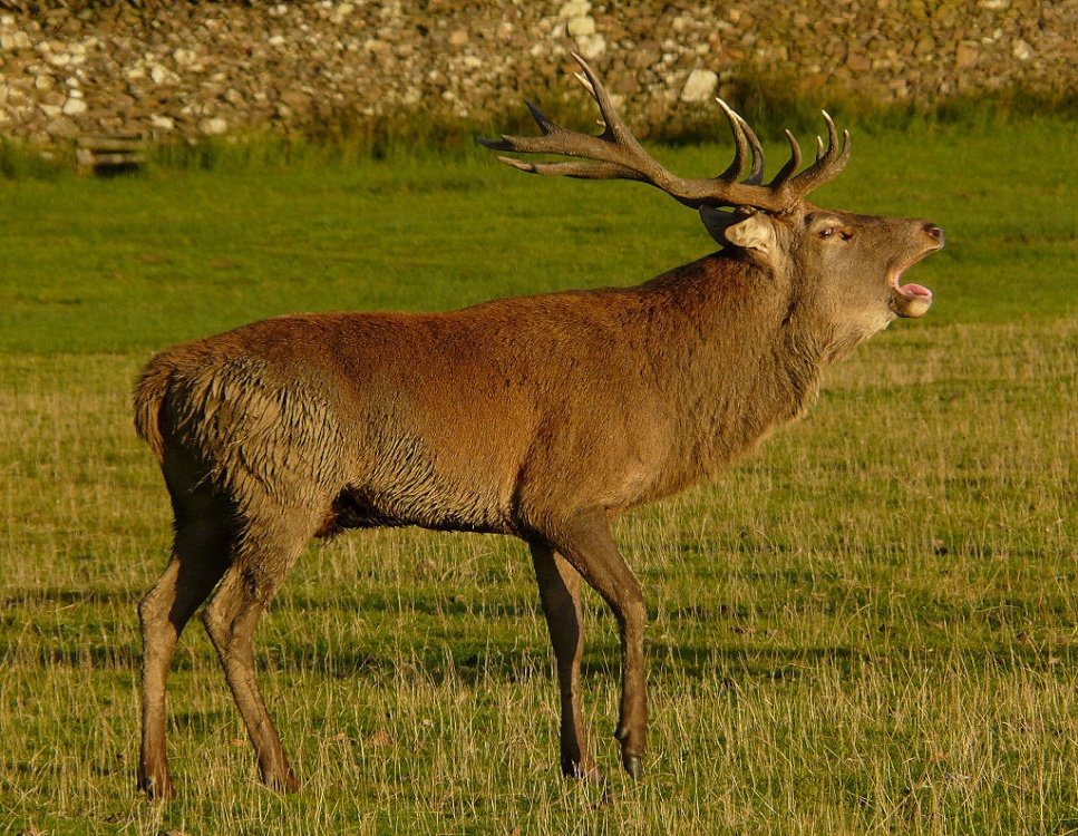 Bradgate Park, Leicestershire