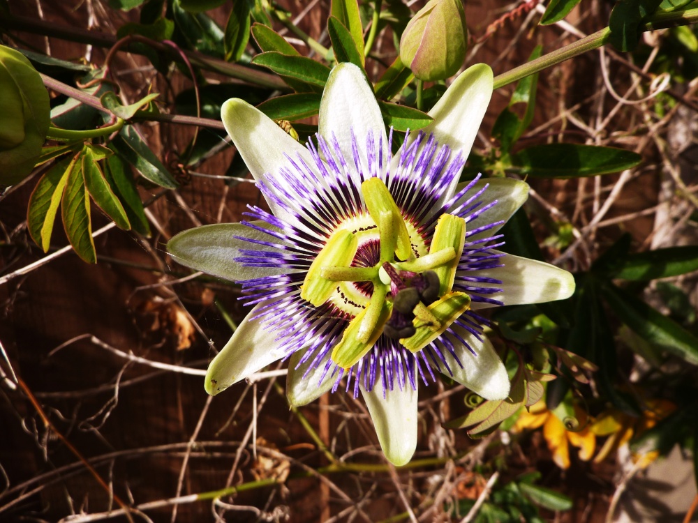 Photograph of Passion Flower on a wall near the Broad