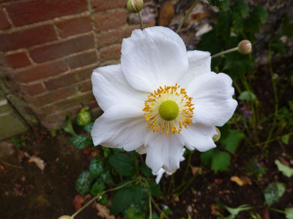 Photograph of Flower outside the Church Hall