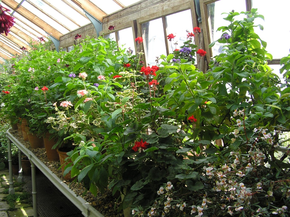 Greenhouse at Parham House photo by Hilary Hoad